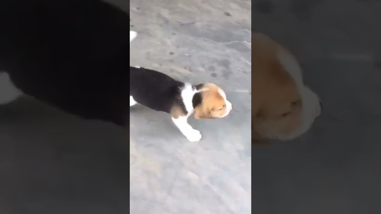 PITBULL DOG 😈😈😈😈 Home dog #funnydog #foryoupage #viralvideo #islamabad