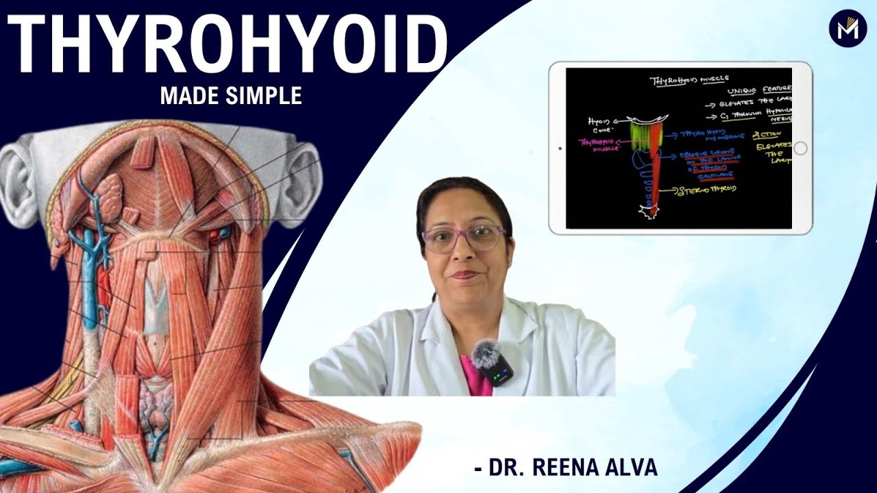 Thyrohyoid muscle -  Made simple