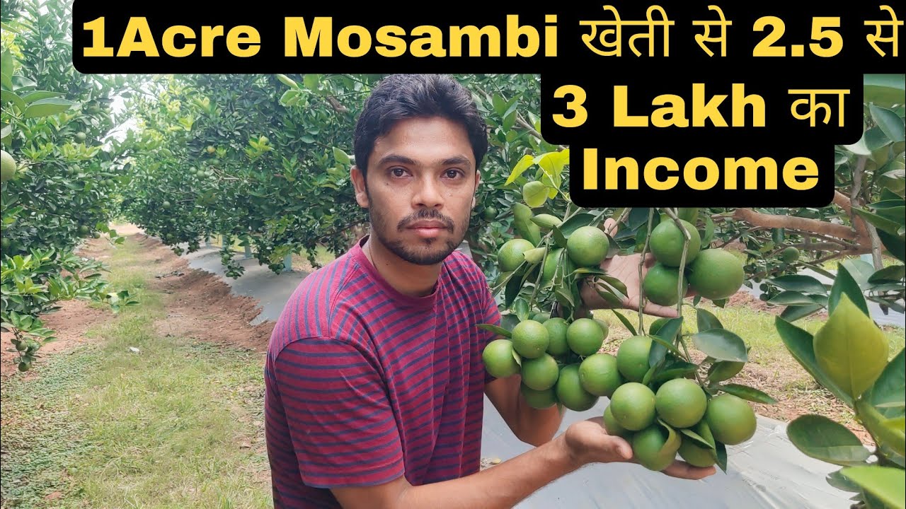 #1Acre_Mosambi_की_खेती से 2.5 से 3Lakh का Income. #Biswal_farming
