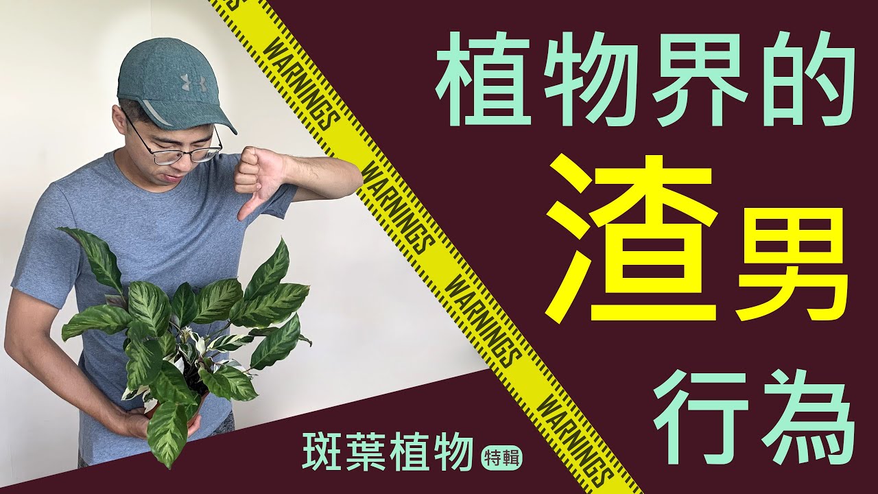 斑葉植物如何整理大公開！   ｜宅栽｜