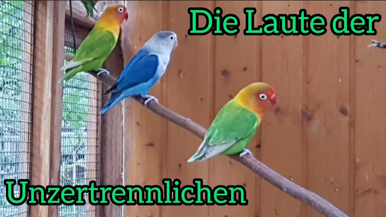 Die Laute der Unzertrennlichen #Agapornis #LoveNature #Lovebirds #Liebesvögel #LiebefürsLeben
