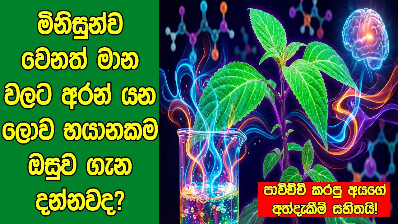 මිනිසුන්ව වෙනත් මාන වලට අරන් යන භයානක ඔසුව ගැන දන්නවද? - Science Behind Salvia Divinorum