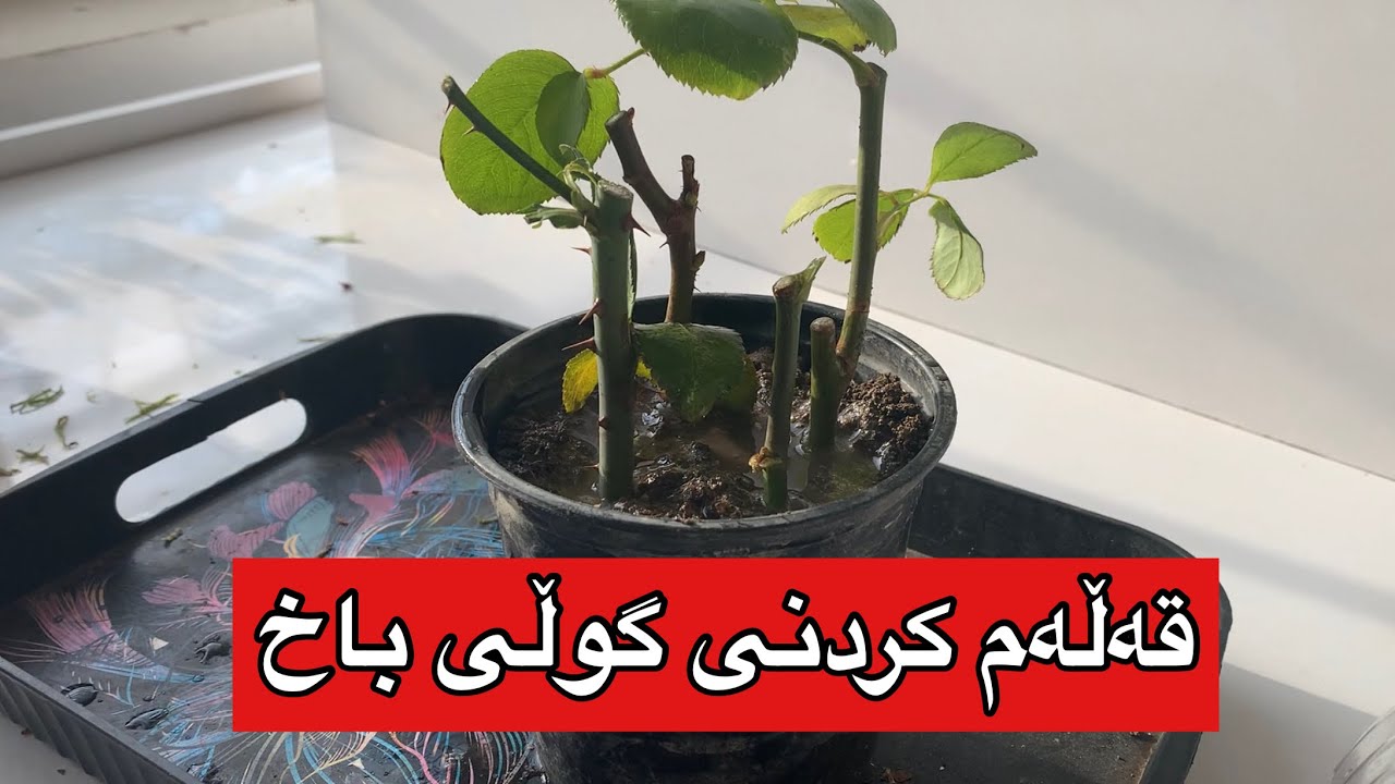 قەلەم کردنی گولی باخ ، چۆن بیکەین ، چ کاتێک باشە؟ چۆن ئاوی بدەین #rahelaziz #الزراعة#flowers