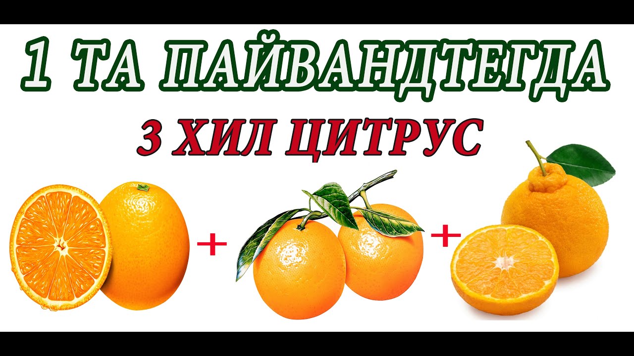 1 ТА ПАЙВАНДТЕГДА 3 ХИЛ ЦИТРУС