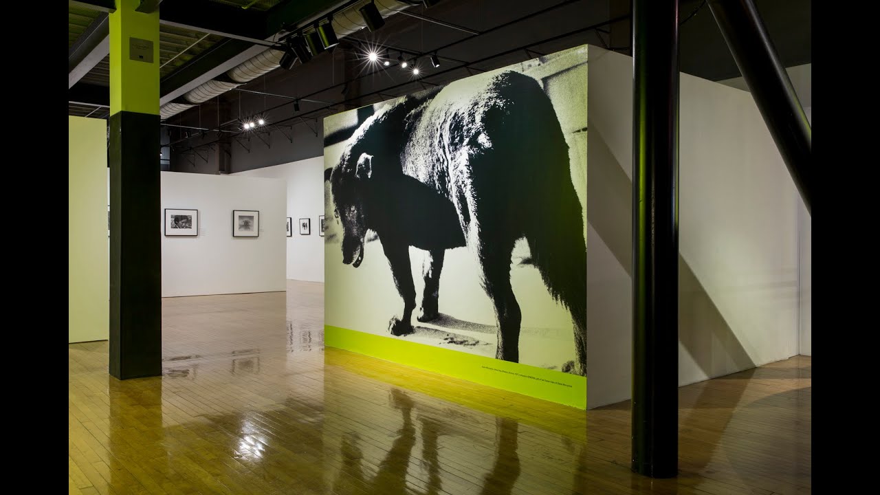 The Provoke Era: Japanese Photography from the Collection of SFMOMA
