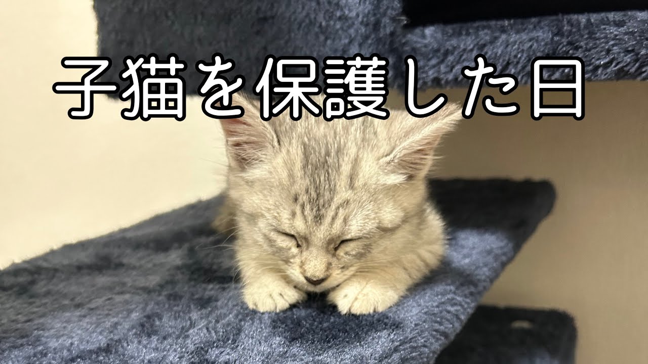 子猫を保護した日のこと。