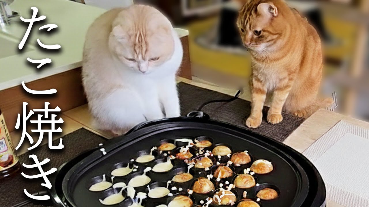 犬と猫がたこ焼きパーティーしたらかわいすぎた...
