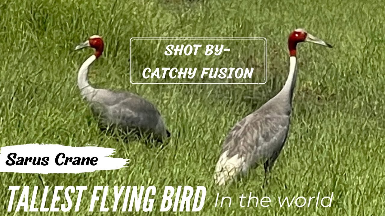 Sarus Crane/The World's Tallest Flying Bird|Catchy Fusion