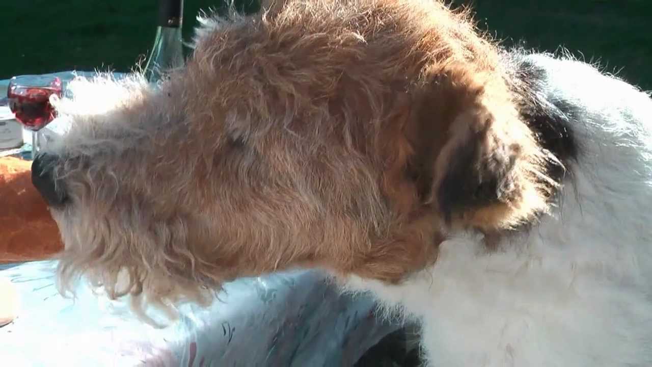 Ben Fox Terrier in France 2010 - Main Movie