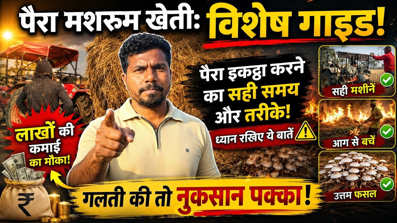 पैरा मशरूम की खेती | पैरा इकट्ठा कैसे करे ? पैरा की Quality कैसे चेक करे | Paira Mushroom kheti 2026