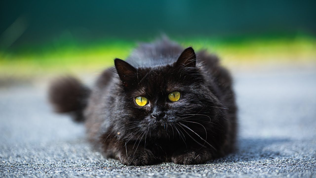 One of My 5 Cats Did Something Really Bad