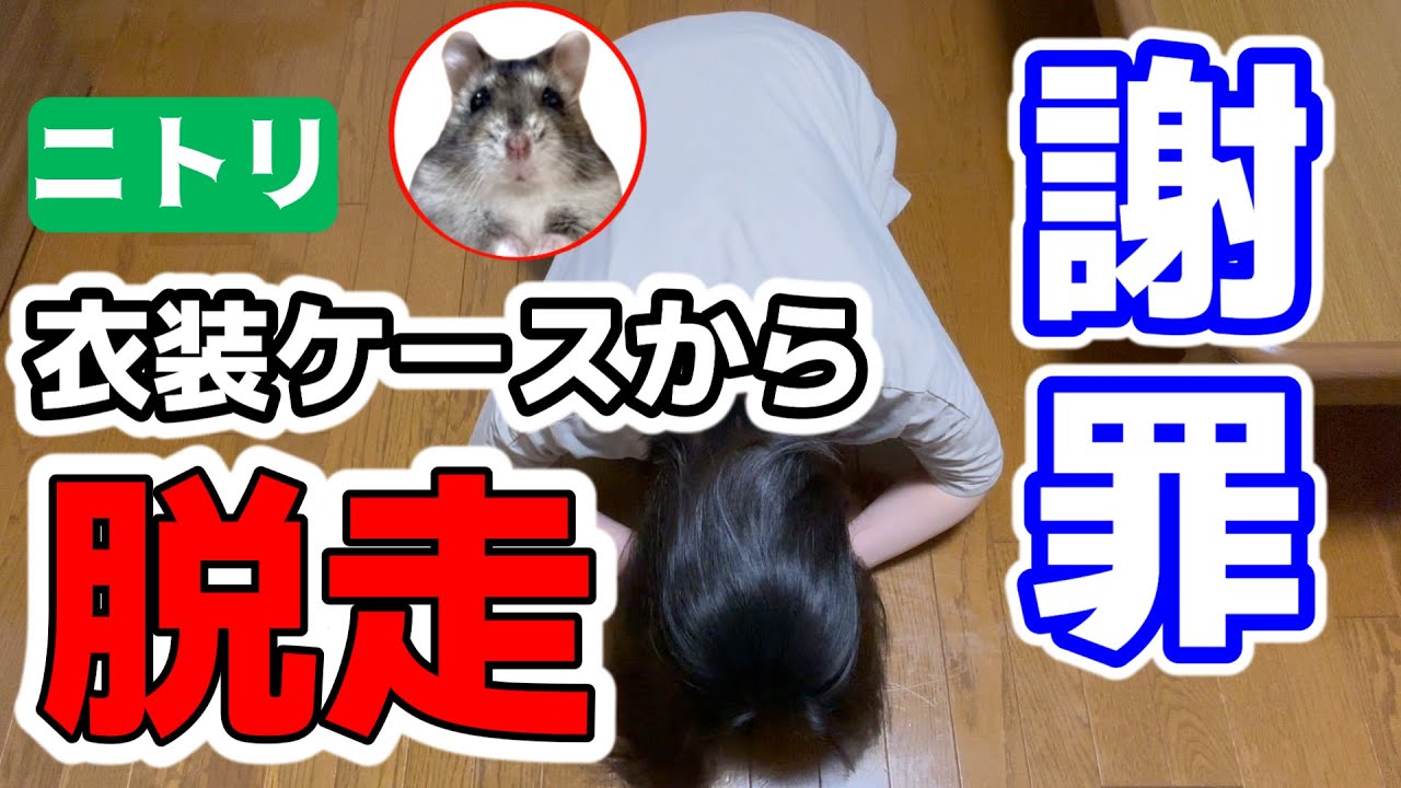 【ハムスター】衣装ケースのケージから脱走されました。(蓋無し)