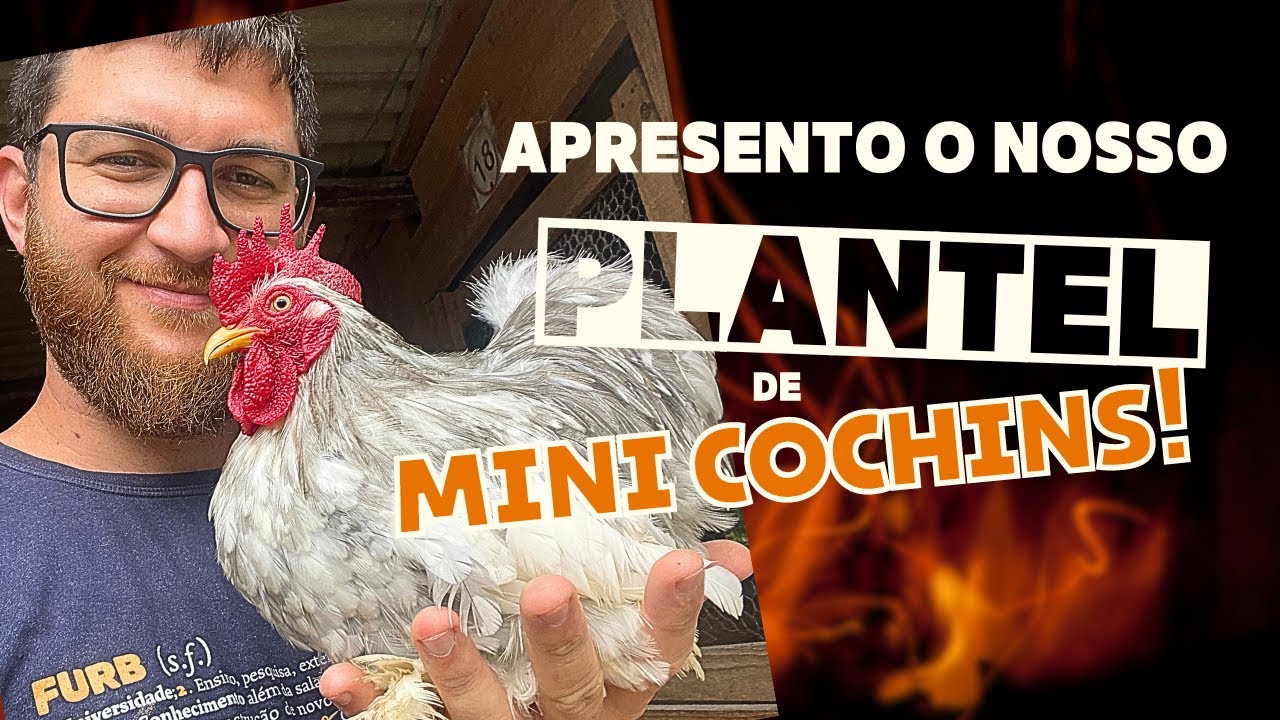 Nosso plantel de Galinhas Mini cochins com 11 cores incríveis!
