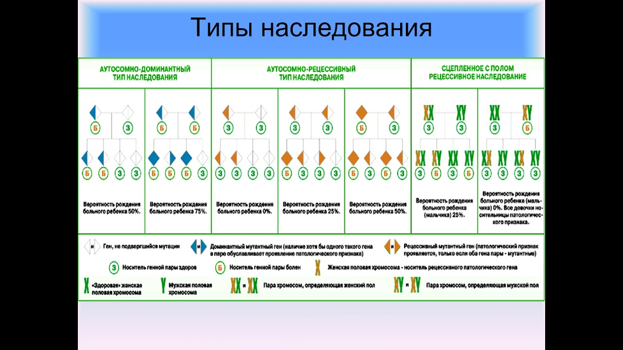 лекция 1 цитогенетика