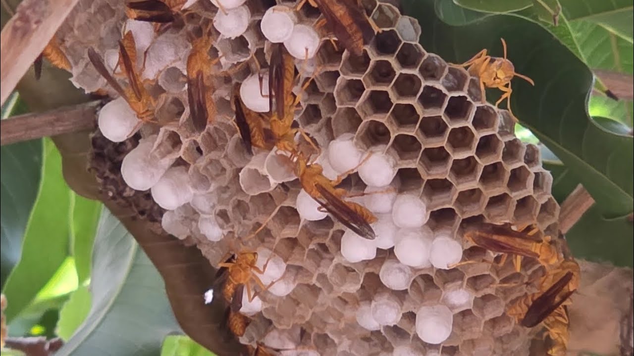 التعايش السلمي بين خلية العسل وبين خلية الذبان الصفيريات ( دبور) وقص العسل 🍯 😍✌️ #رحاب_الظنحاني 