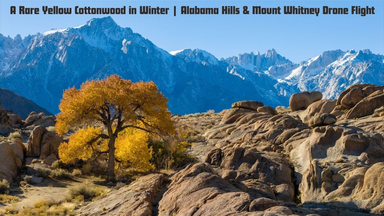 Lone cottonwood tree in December 🌲❄️ | Alabama Hills Drone Flight w/ Mount Whitney | 4K UHD