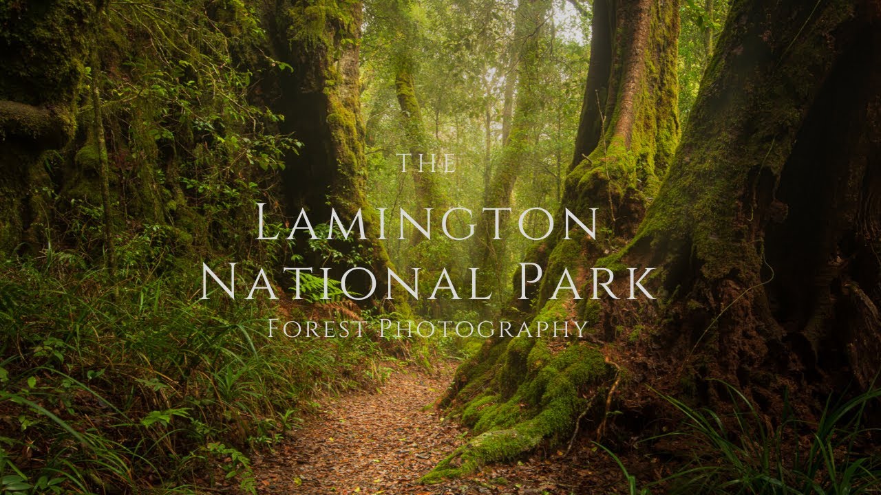 Lamington National Park/ Landscape Photography Adventure.