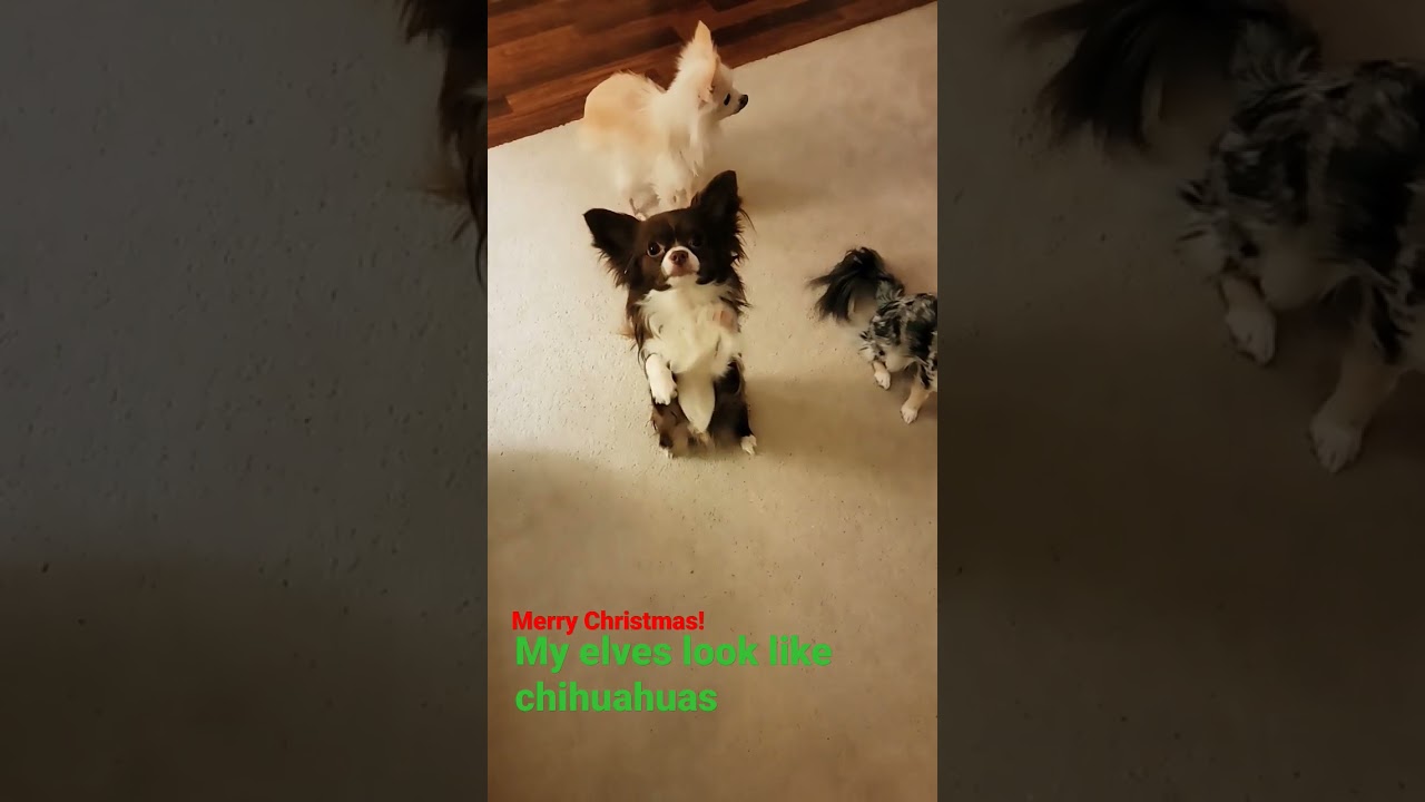 The Chihuahua Christmas Dancers