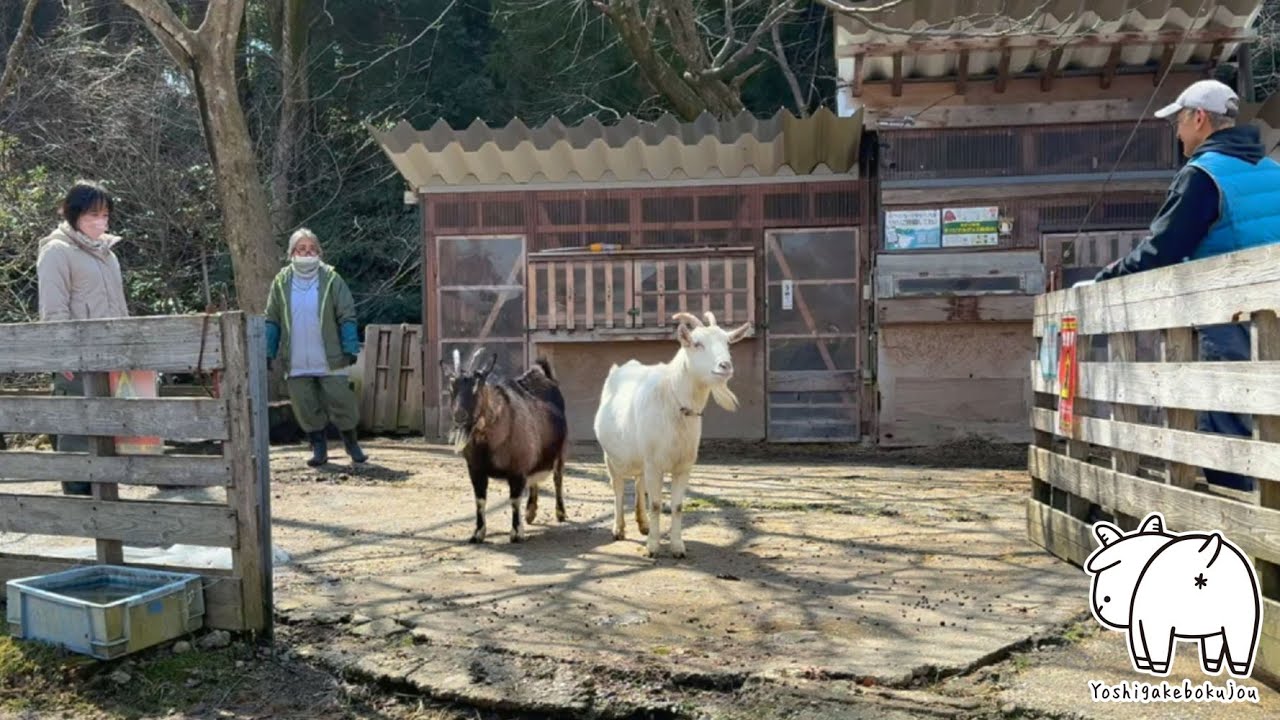 外に出たくなさそうなヤギたち　2025年3月20日　手作りヤギ牧場 吉がけ牧場 #goat #ヤギ