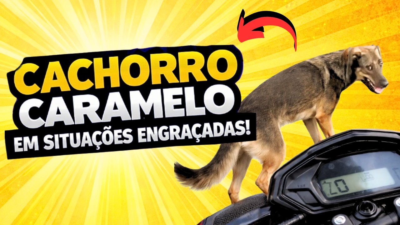 GENIAL! O segredo por trás do plano (e desastroso) de Cleitinho Fubá 😅🐾