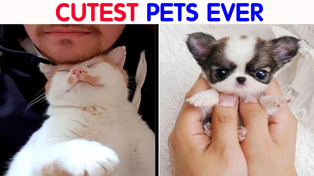 Cute Pets That Just Can’t Live Without Their Humans