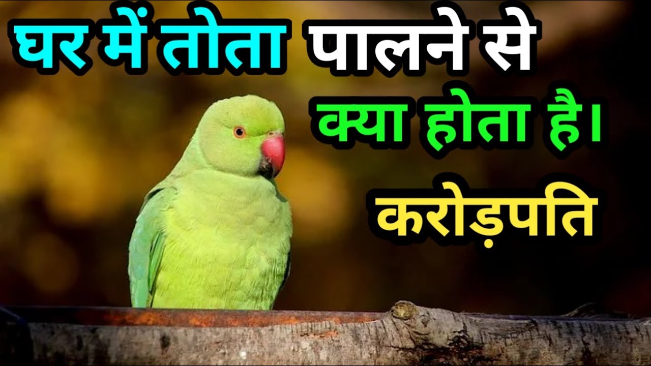 घर में तोता पालने से क्या होता है।Ghar me tota palne se kya hota hai। shubh ya ashubh,@KundliTv