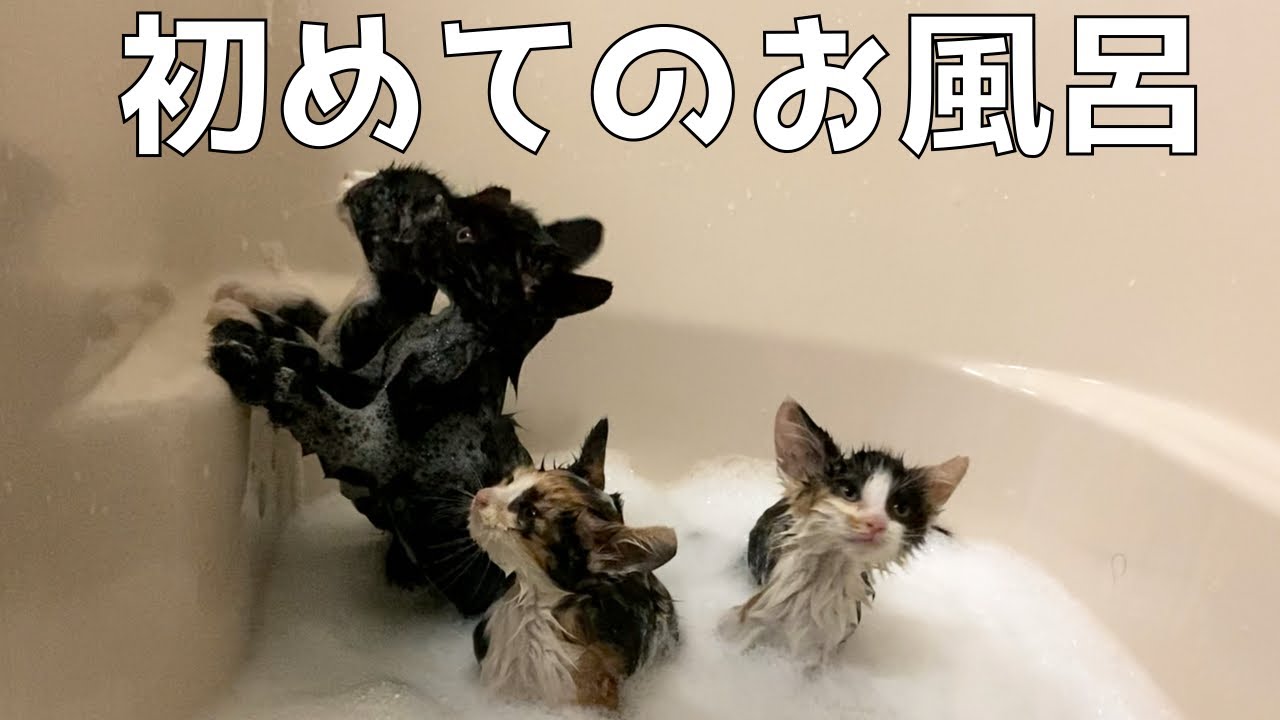兄弟そろってお風呂に入ったら、おとなしくなりました。