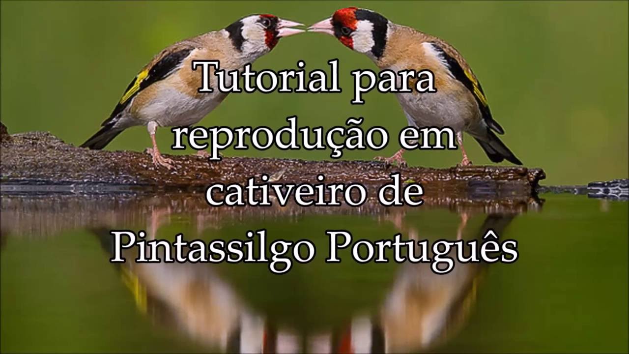 Tutorial para reprodução em cativeiro de Pintassilgo Português   Para o Youtube