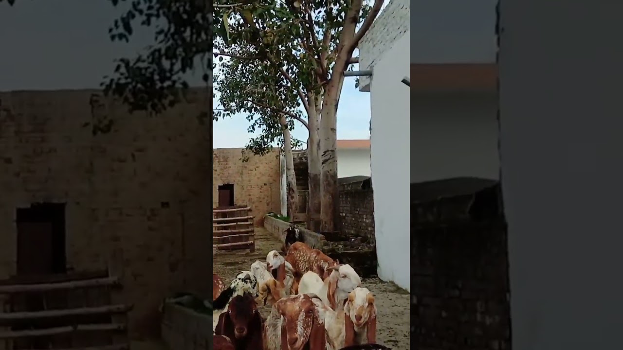 makhi cheeni bakrian #2023 #goatfarminginpakistan #goatfarming
