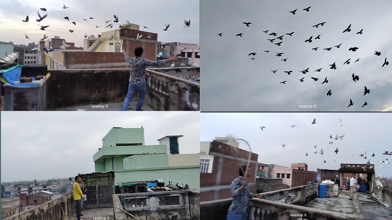 गोला कबूतर की लड़कियां चालू ll Kanpur kabutar Baji ka naya shauk