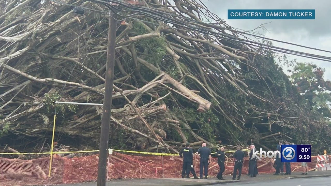 Two remains found under fallen Hilo banyan tree