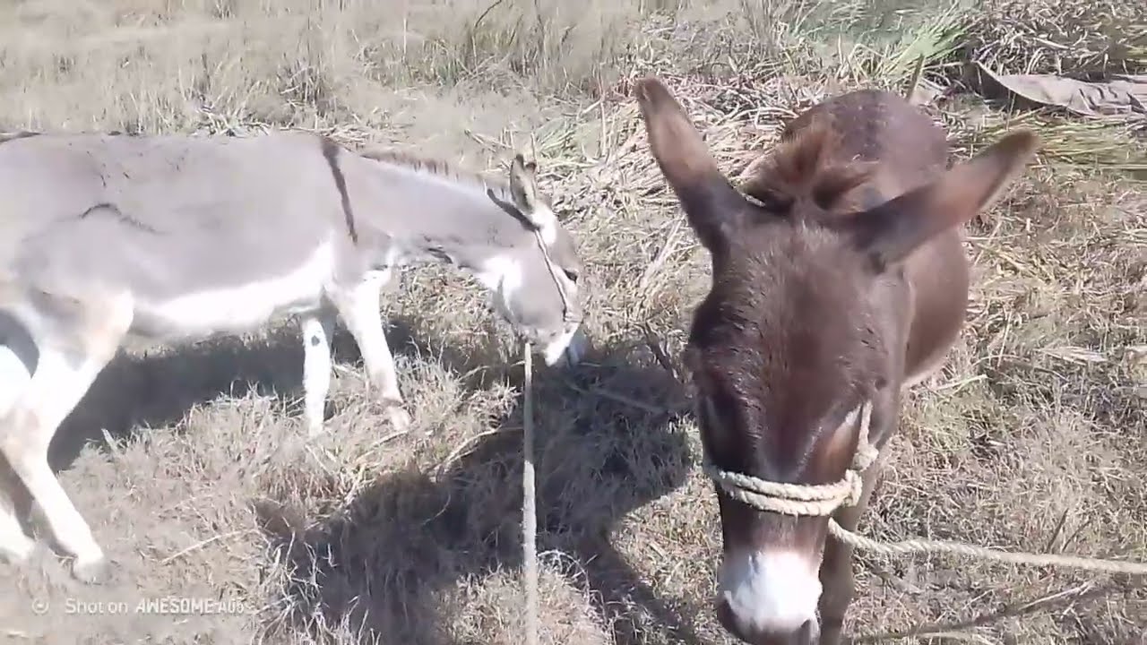 Powerful donkey
