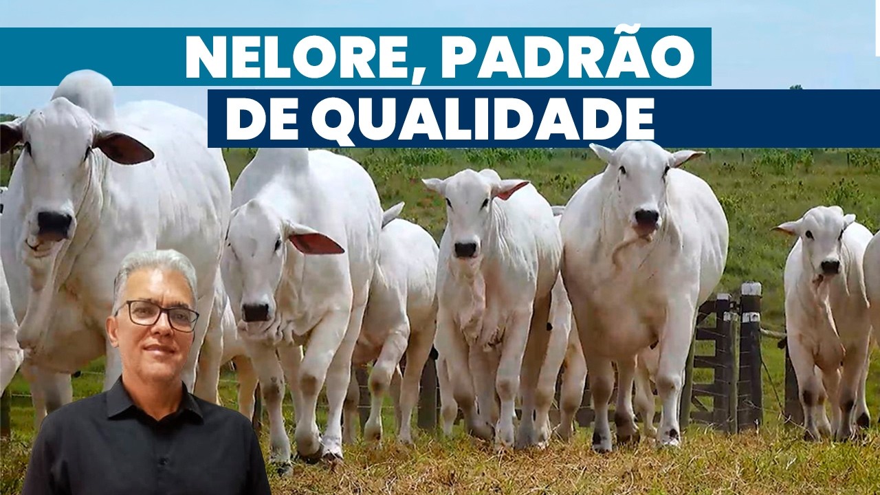 Nelore, a raça mãe e base da cadeia da carne | Noticiário Tortuga