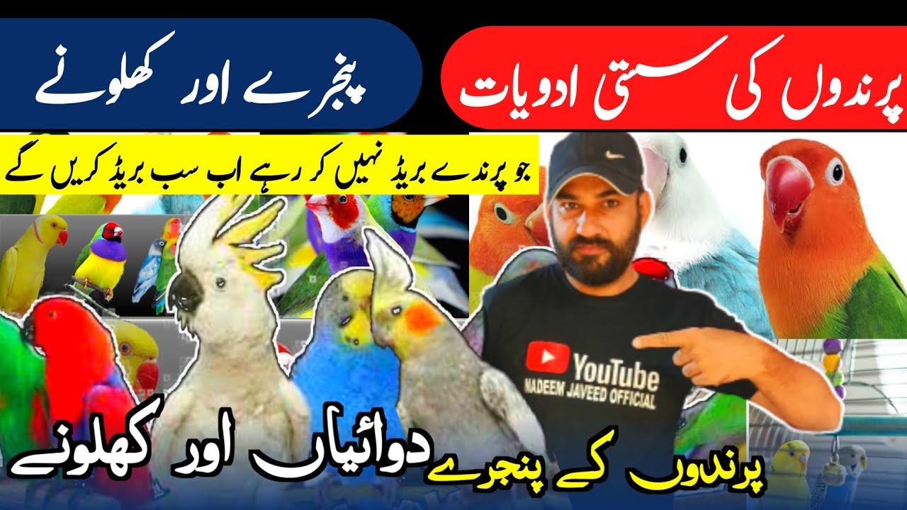 Birds Medicine Shop In Karachi | Birds Cage | Birds Toys | All birds Item