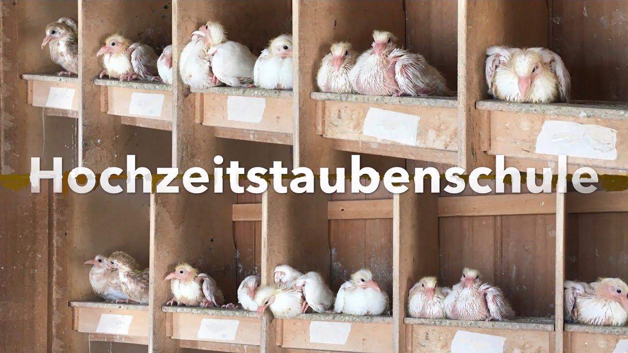 Die Ausbildung von der Brieftaube zur Hochzeitstaube