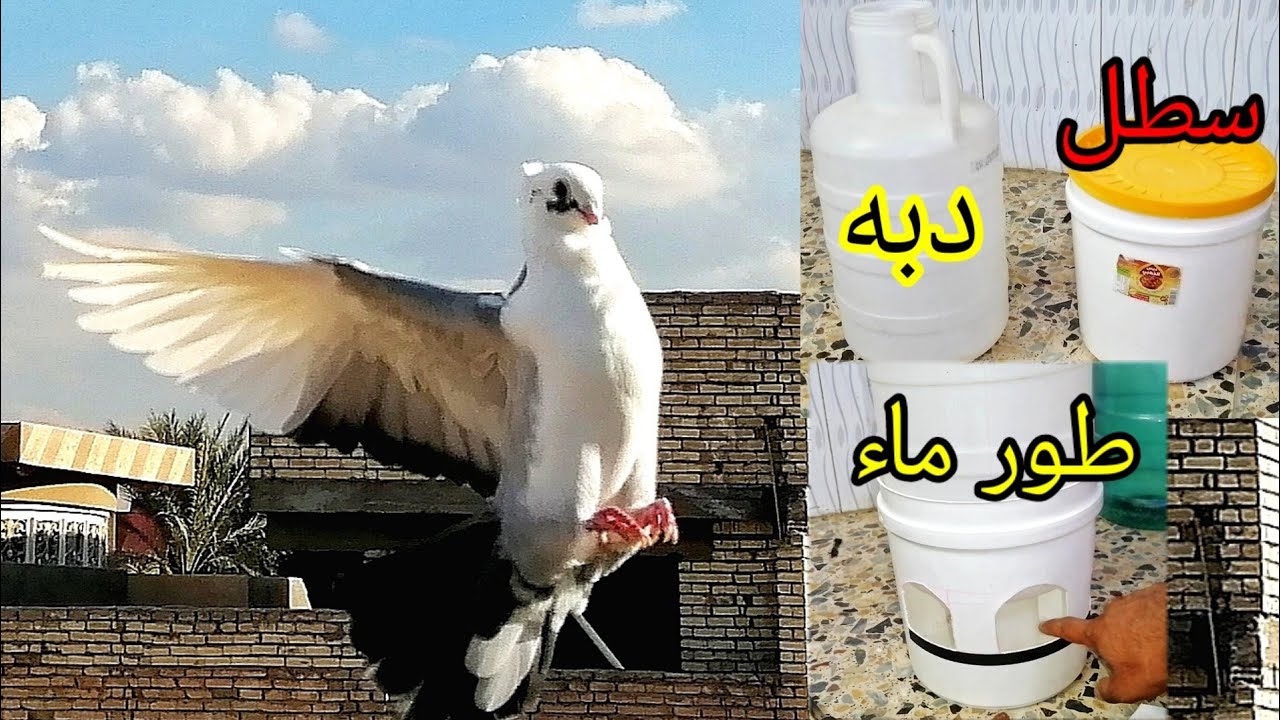 يوميات سطح سويت طور مال ماء للطيور من أشياء مجانيه ونشاء الله نرجع عن قريب للنشر