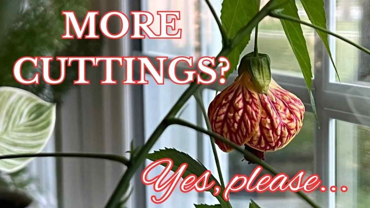 Doing More Cuttings -  This Time From Flowering Maple! Such A Pretty Plant To Bloom All Winter