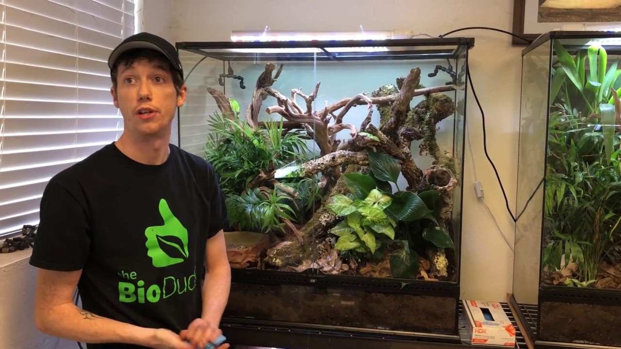 36 x 18 x 36 Exo Terra Bioactive Terrarium build for Chinese Gliding Frogs