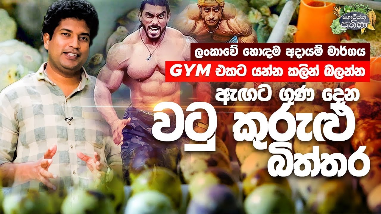 ඇඟට ගුණ දෙන වටු කුරුළු බිත්තර | Govijana Prathibha Episode 35 - Digana | Sri Lanka Agriculture News
