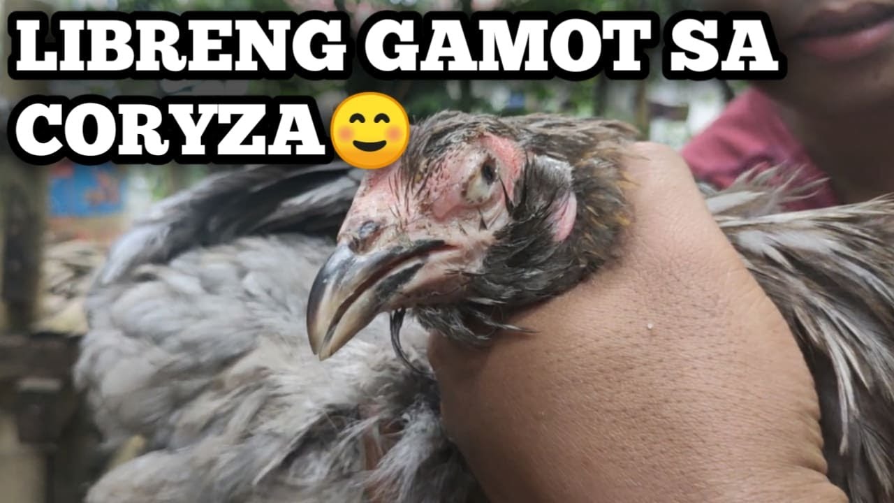 Libreng gamot sa Coryza l Na paka epektibo mga ka probinsya