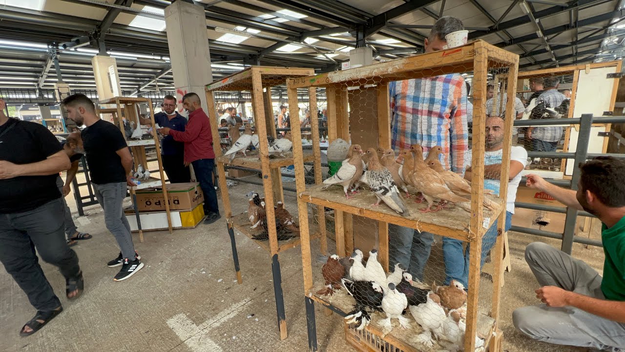 BURSA KUŞ PAZARI  TEKRARDAN AÇILDI HER İLDEN HAYVANSEVER VE BİNLERCE KANATLI HAYVAN BURADA