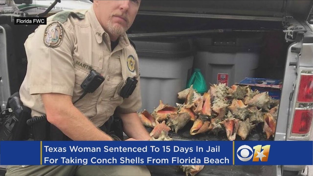 Dallas Woman Gets 6 Months For Collecting Shells