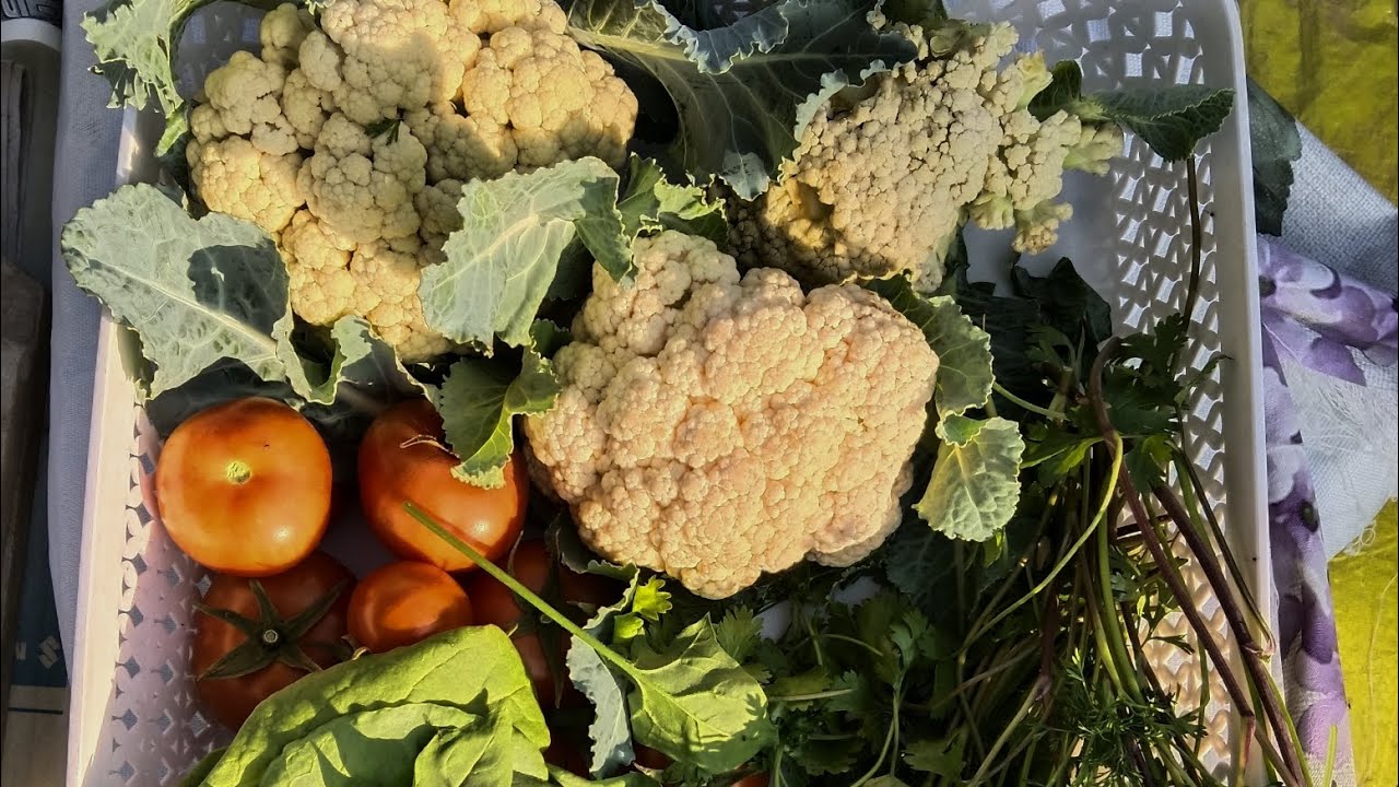 Today's vegetable harvest.🍅🥬🍆
