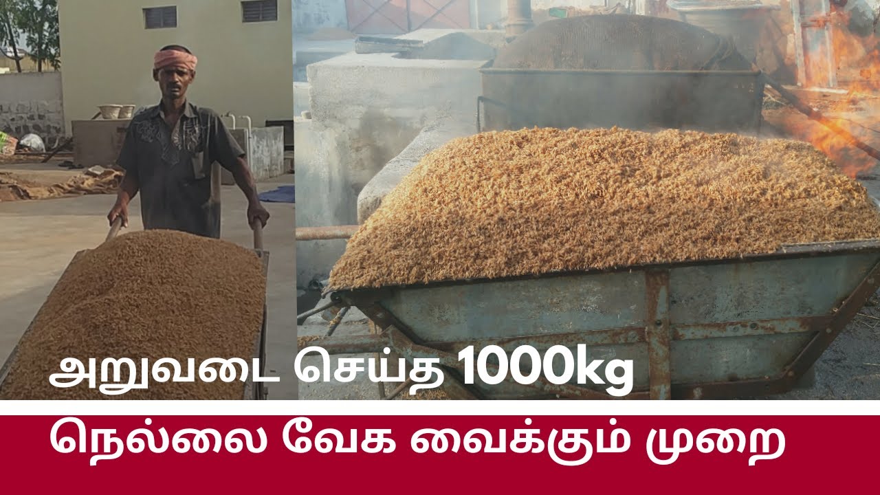 1000 கிலோ நெல்லை வேக வைக்கும் முறை/Thanks to Anitha Anand Akka/Naan katravai