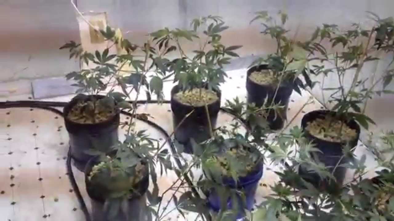 Pinkiman Goo - 5000w, 6 strain genetics run ,ep1-5, ebb N grow bucket system, full setup, NO Co2