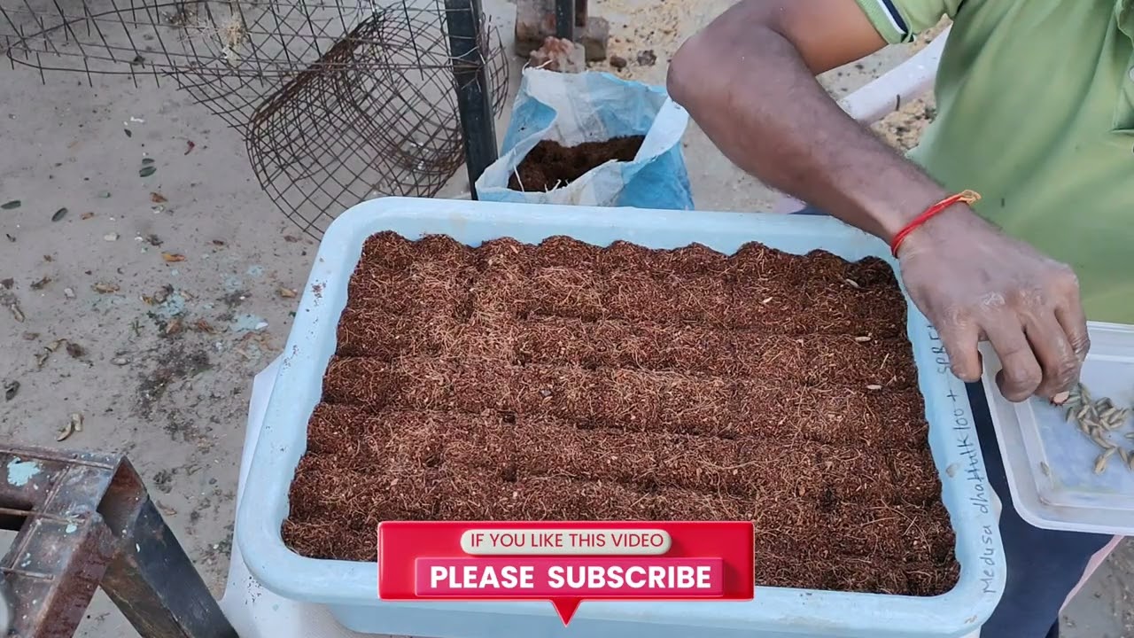 अडेनियम सीड्स जेर्मिनेशम बेस्ट मैथड ग्रोथ अच्छा रहेगा | best method of adenium seeds germination
