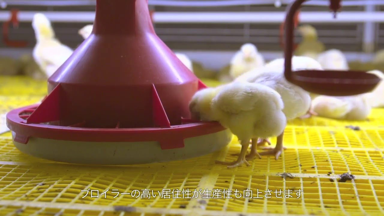 [JP] BroMaxx® broiler colony system