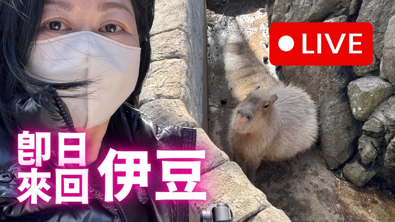獨遊 travel vlog⚡️挑戰即日來回伊豆東京⚡️