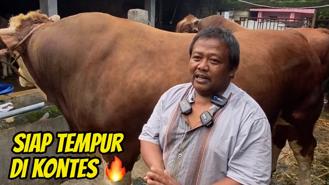 SAPI ex SETIA FARM‼️SABARUDIN FARM SIAP PANASKAN KONTES🔥🔥