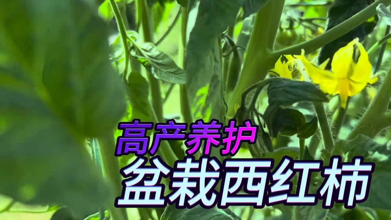 【渔耕笔记】种番茄 盆栽西红柿种植 如何实现高质高产 Secrets to Grow LOTS of Tomatoes in Containers